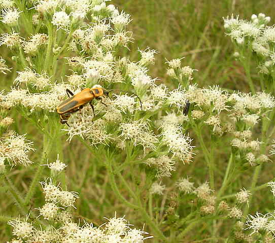 SoldierBeetle.jpg