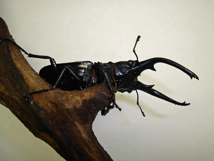 StagBeetle_10-07.gif