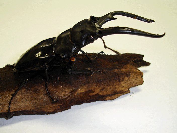 StagBeetle_10-09.gif