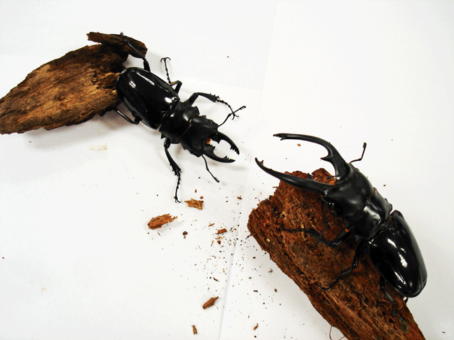 StagBeetle_10-20.gif