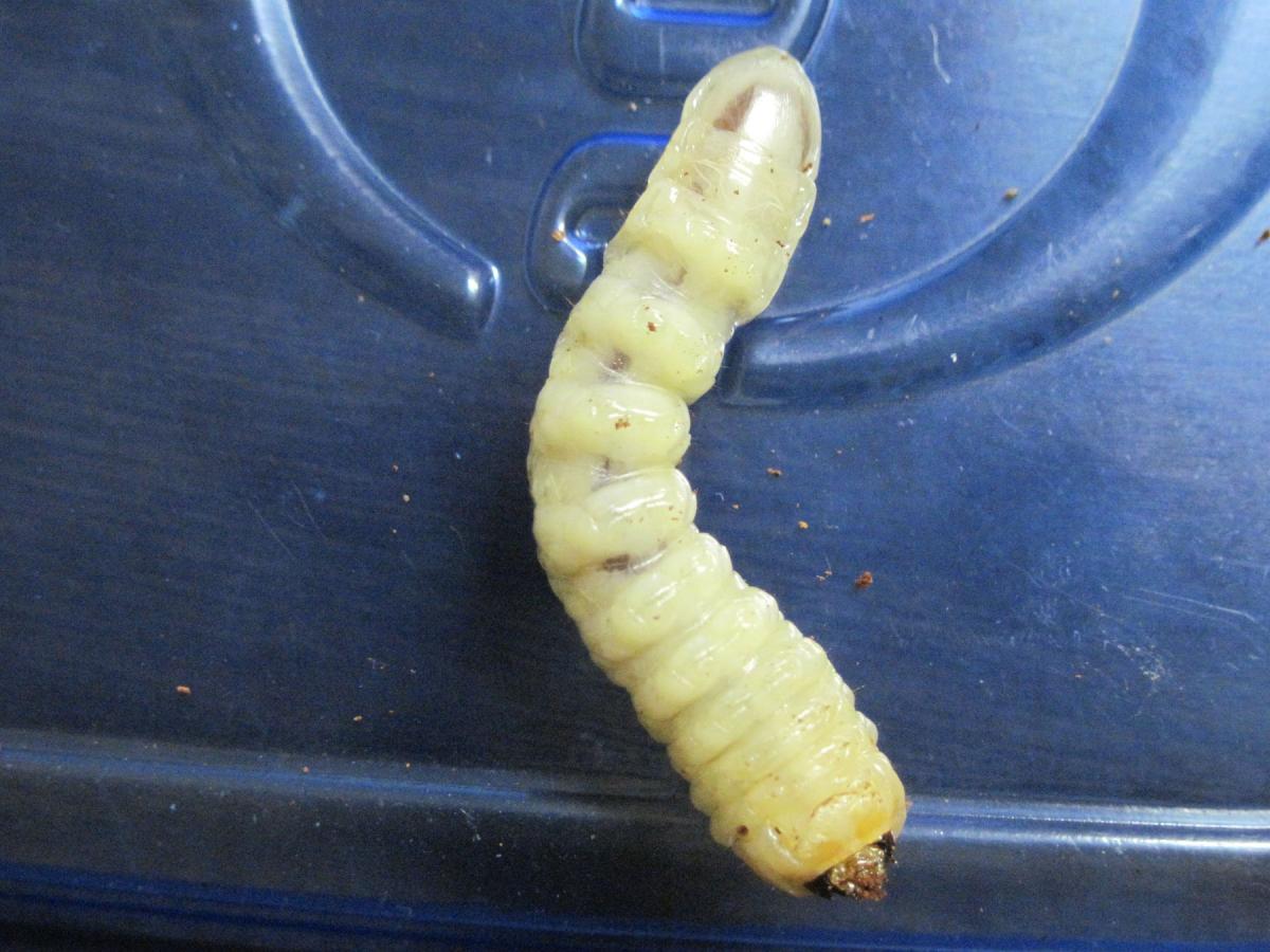 Unknown Larvae.jpg