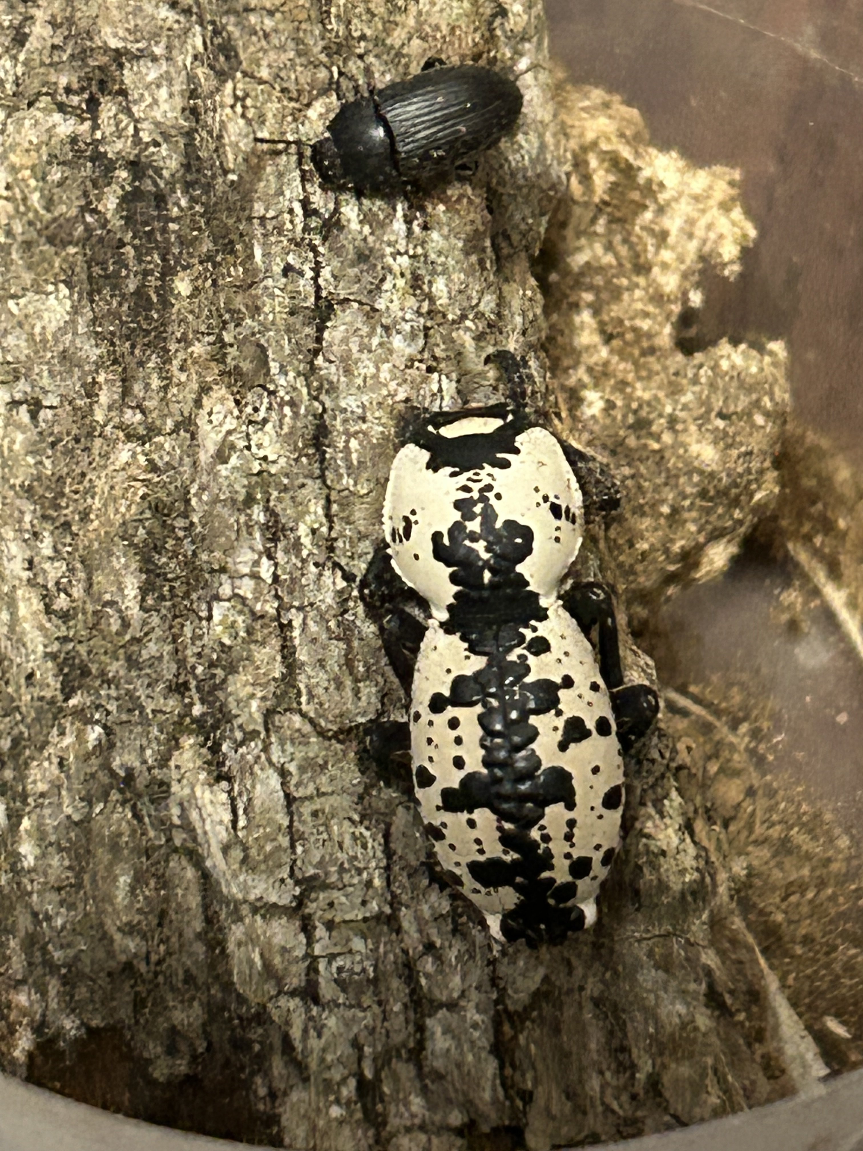 Zopherus nodulosus haldemani!